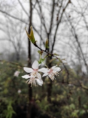 Prunus discoidea