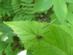 Leiobunum calcar