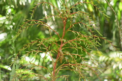 Vriesea paratiensis