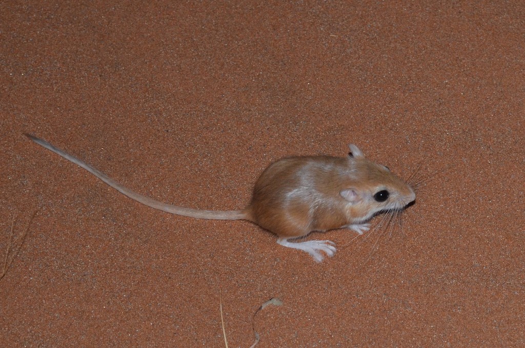 Dune Hairy-Footed Gerbil
