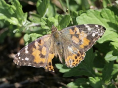 Vanessa cardui