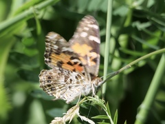 Vanessa cardui