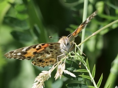 Vanessa cardui