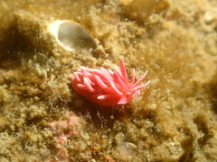 Okenia hiroi