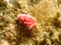 Okenia hiroi
