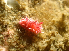 Okenia hiroi