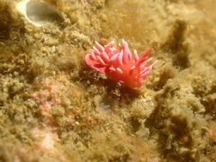 Okenia hiroi
