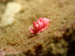 Okenia hiroi