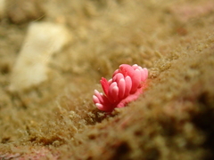 Okenia hiroi