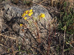 Triumfetta welwitschii