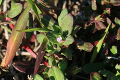 Spermacoce articularis