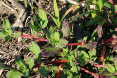 Spermacoce articularis