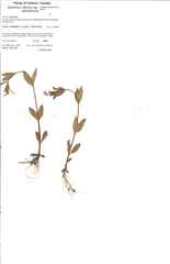 Epilobium glandulosum