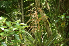 Vriesea paratiensis
