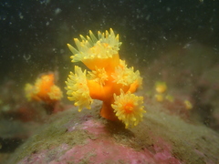 Dendrophyllia arbuscula