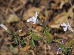 Barleria namba