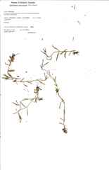 Epilobium davuricum