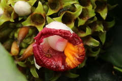 Costus lucanusianus