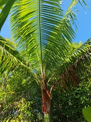 Dypsis leptocheilos