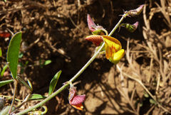 Crotalaria senegalensis
