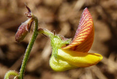 Crotalaria senegalensis