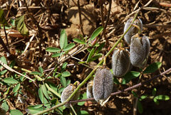Crotalaria senegalensis
