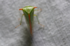 Stictolobus arcuatus