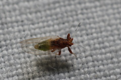 Bactericera antennata