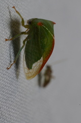 Stictolobus arcuatus