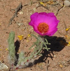 Portulaca confertifolia
