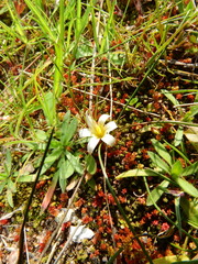Romulea columnae rollii