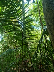 Dypsis leptocheilos