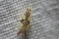 Protalebrella conica