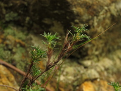 Margyricarpus pinnatus