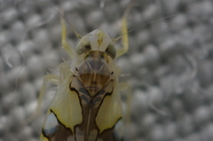 Protalebrella conica