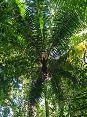 Dypsis leptocheilos