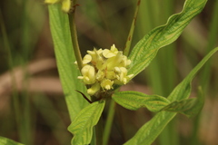 Eriosema glomeratum