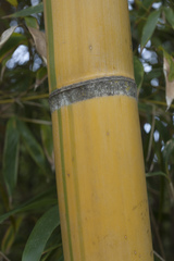 Phyllostachys sulphurea