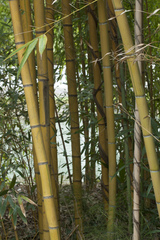 Phyllostachys sulphurea