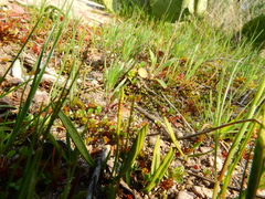 Ophioglossum lusitanicum