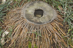 Phyllostachys sulphurea