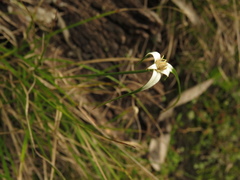 Rhynchospora blepharophora