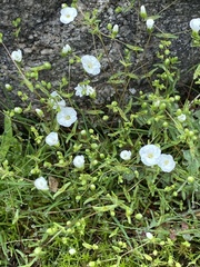 Mononeuria uniflora
