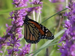 Danaus plexippus