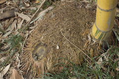 Phyllostachys sulphurea