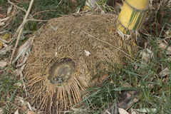 Phyllostachys sulphurea