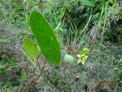Passiflora sexocellata