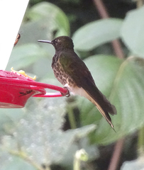 Boissonneaua flavescens