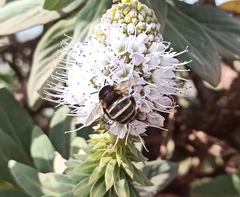 Amegilla quadrifasciata maderae