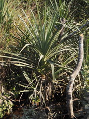 Pandanus welwitschii